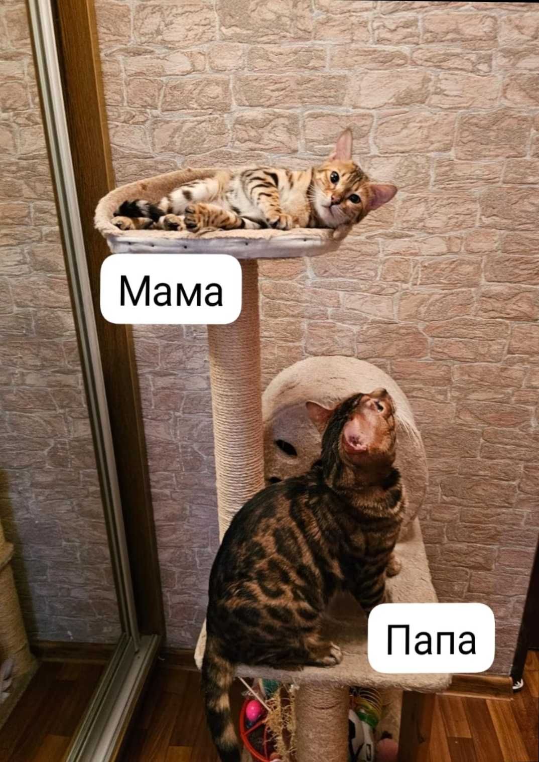 Бенгальские котики