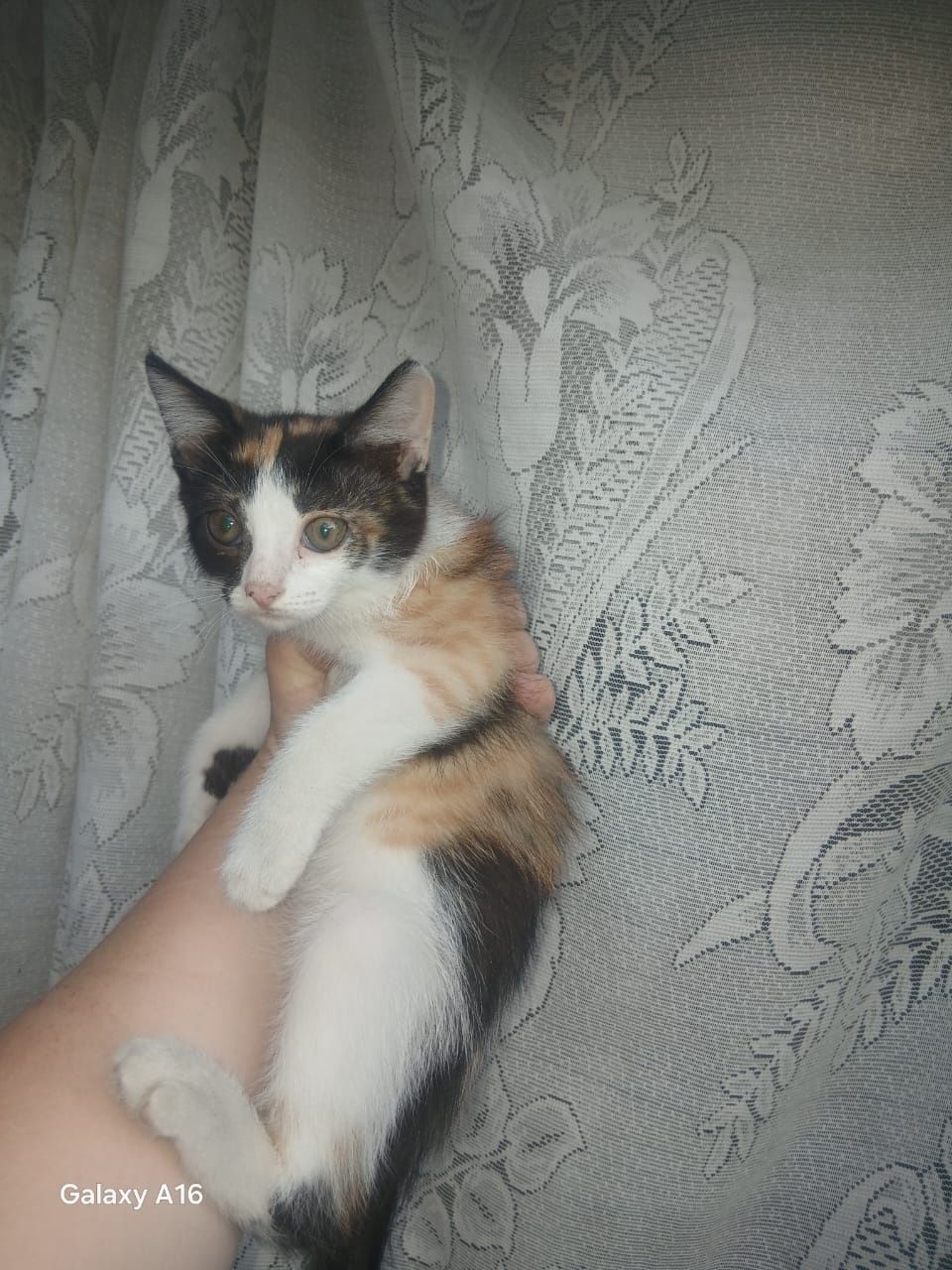 Отдам котёнка девочка