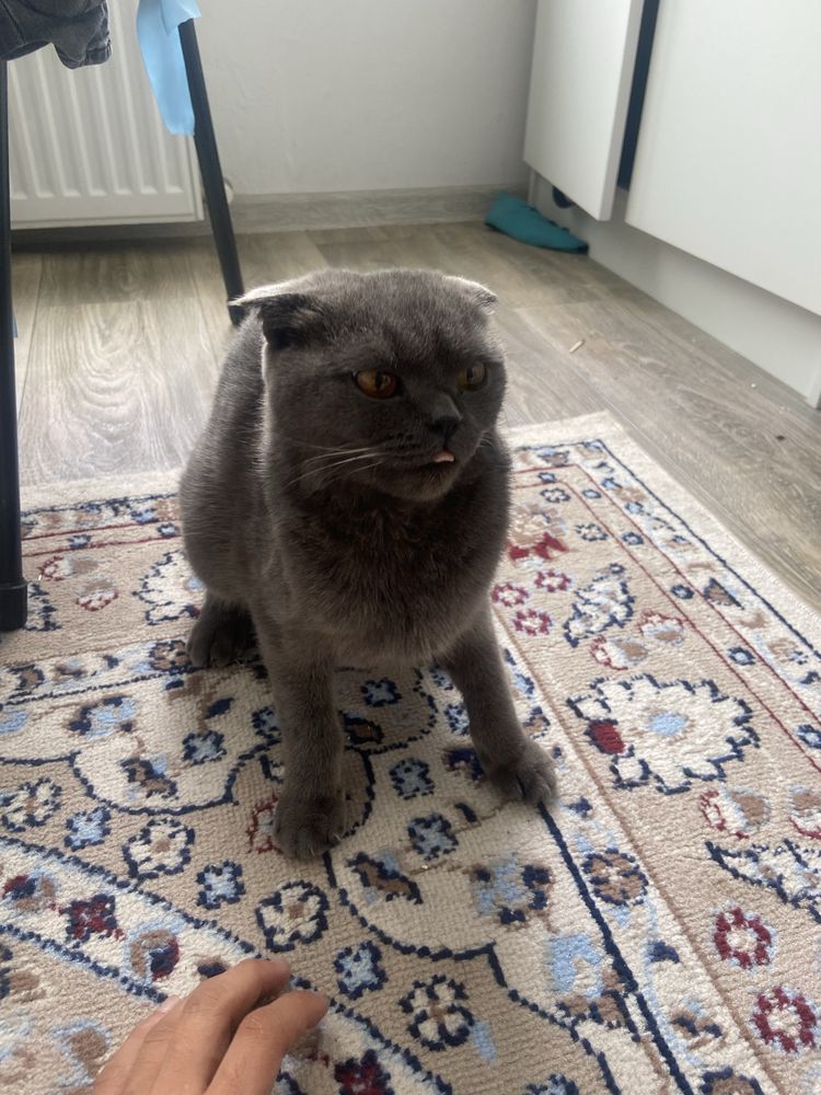 Британский котенок