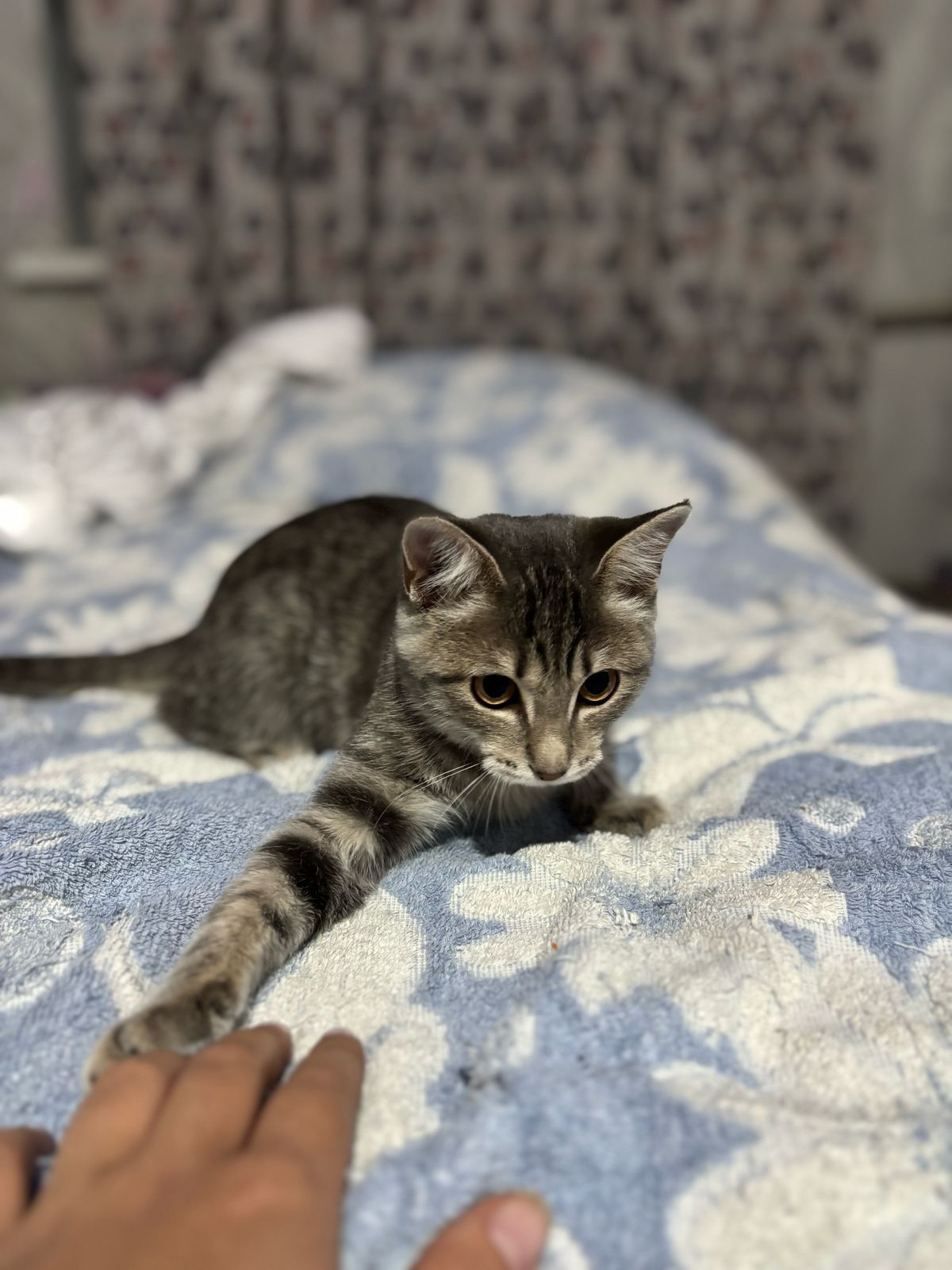 Продам котенка  связи с переездом