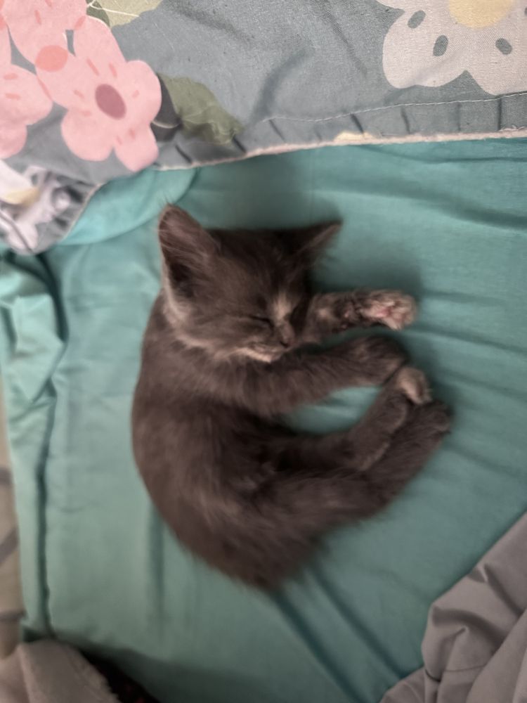 отдам котенка в добрые руки
