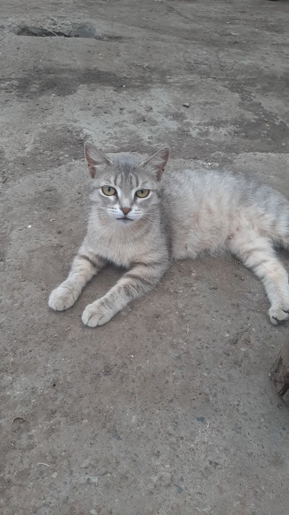 Отдам в добрые руки