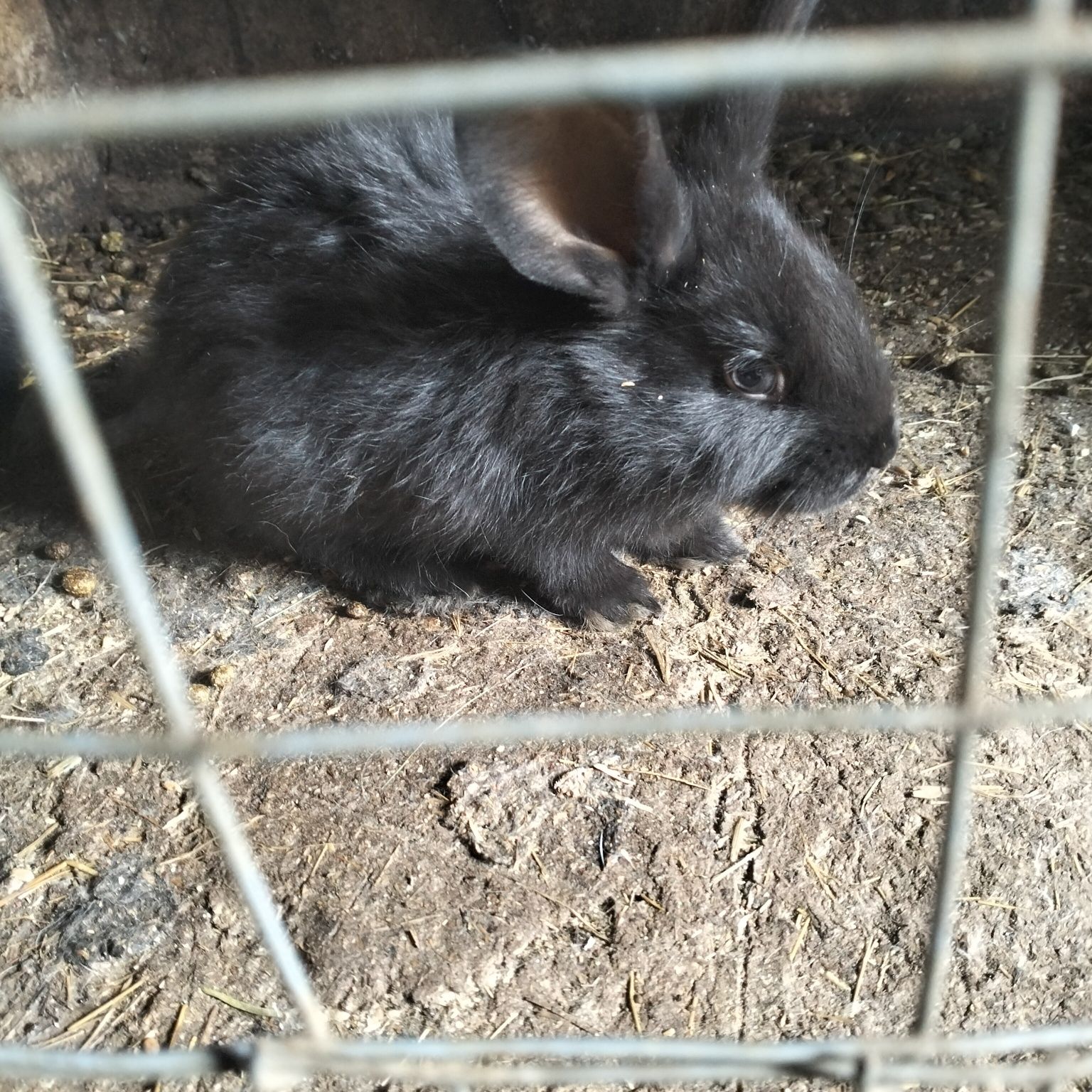 Продам крольчат помесь