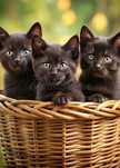 Отдаю бесплатно котят