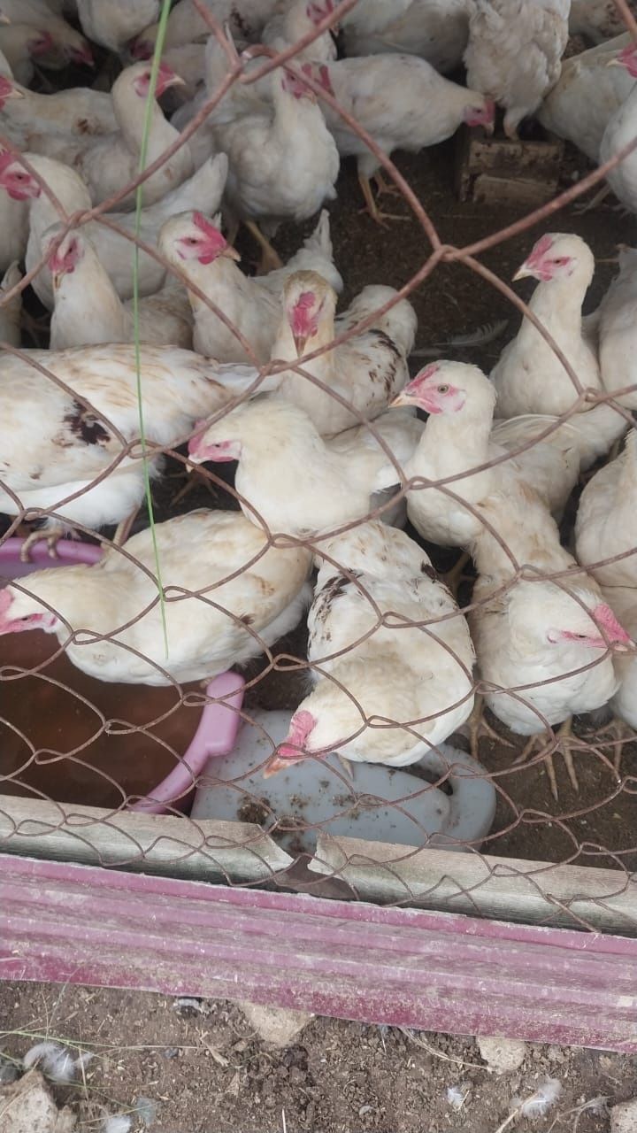 Продам петухов 4мес