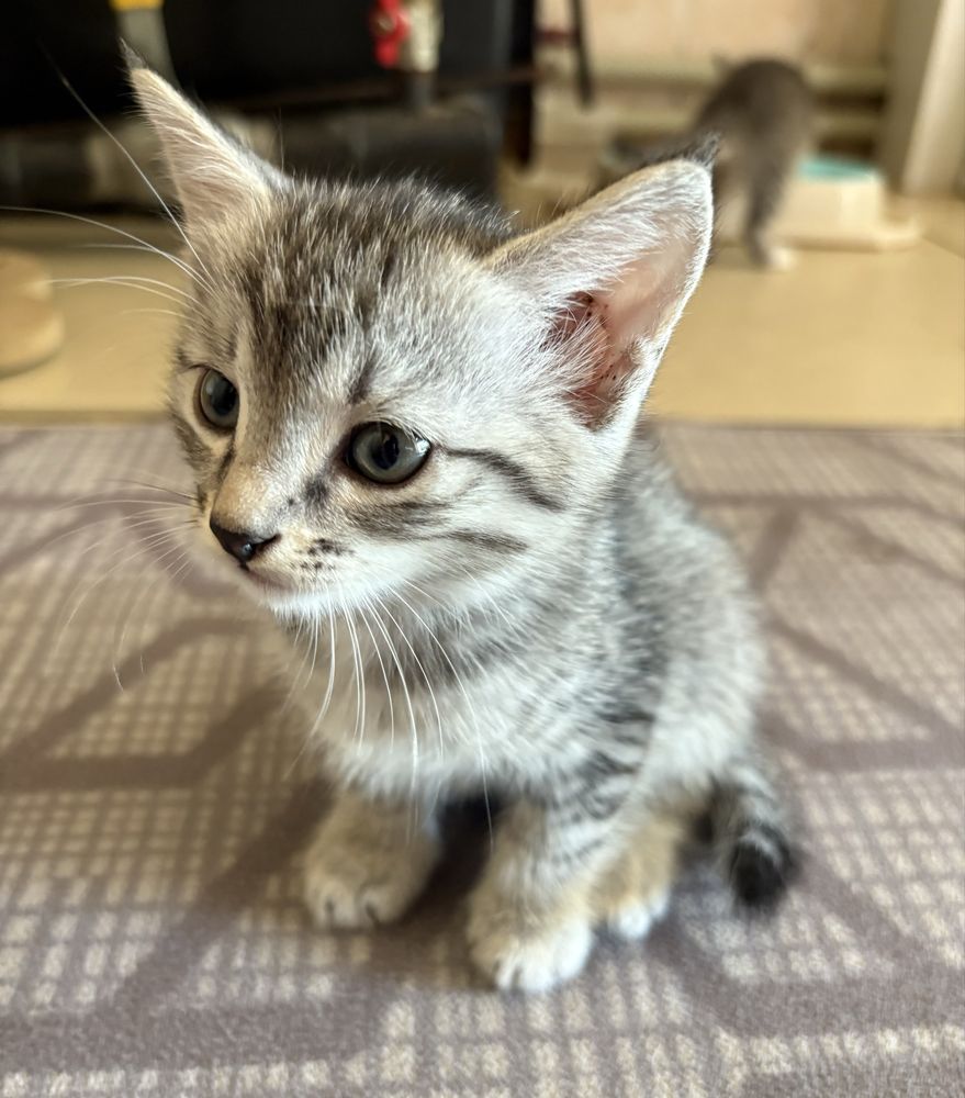 Отдам котят в добрые руки