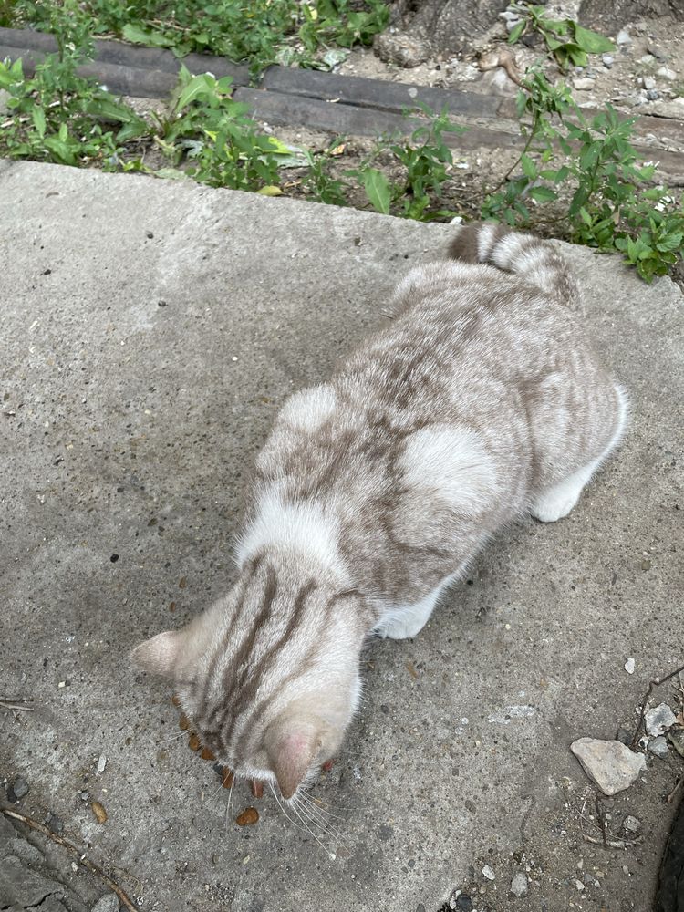 Кот или кошка ищет дом