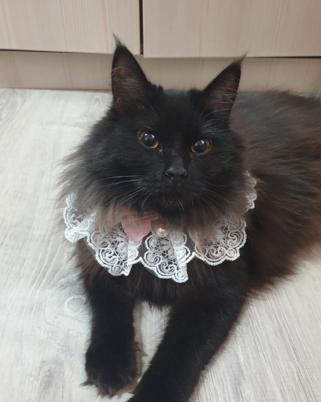 Ищет маму кошечка Черри!