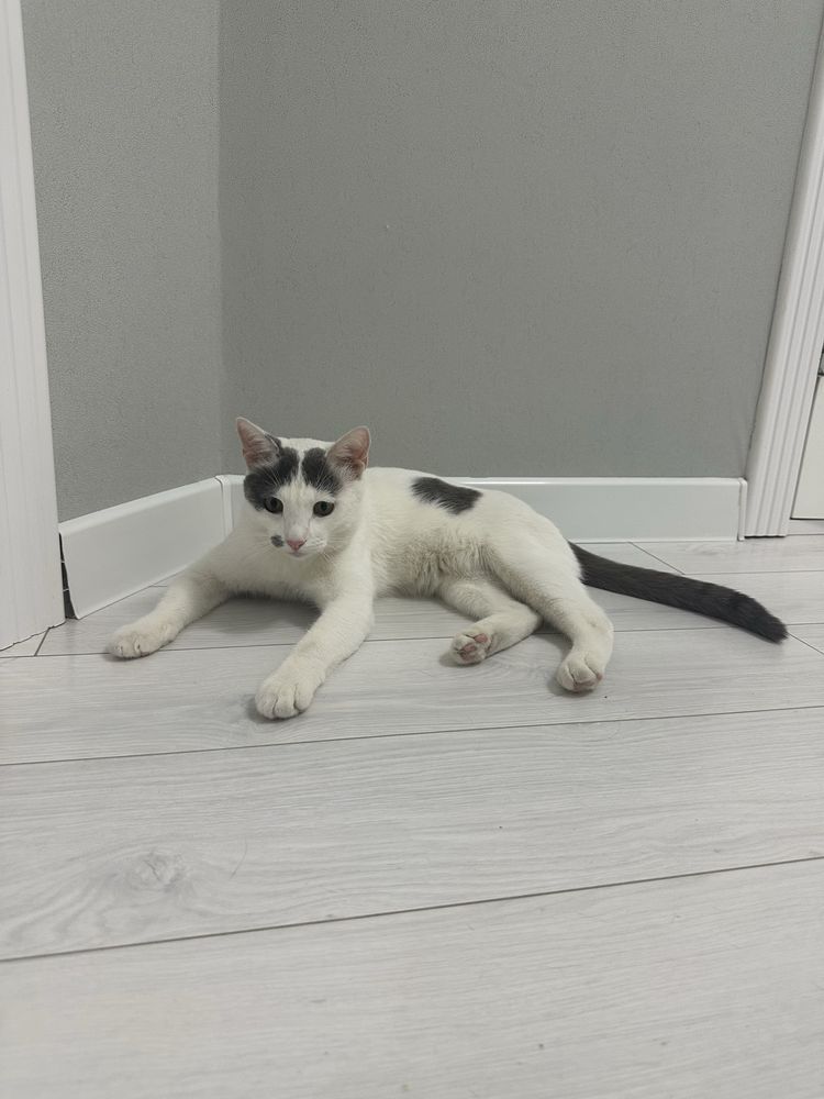Кот 1,5 года в добрые руки