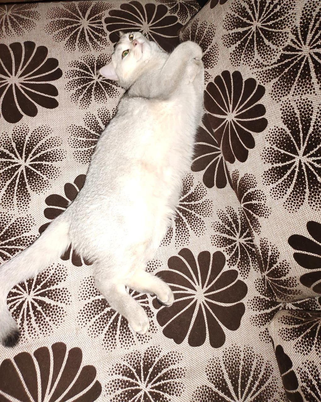 Самый красивый и умный кот в мире