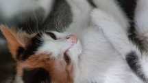 Отдам котят, к лотку приучены.