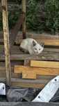 Отдам котят в хорошие руки