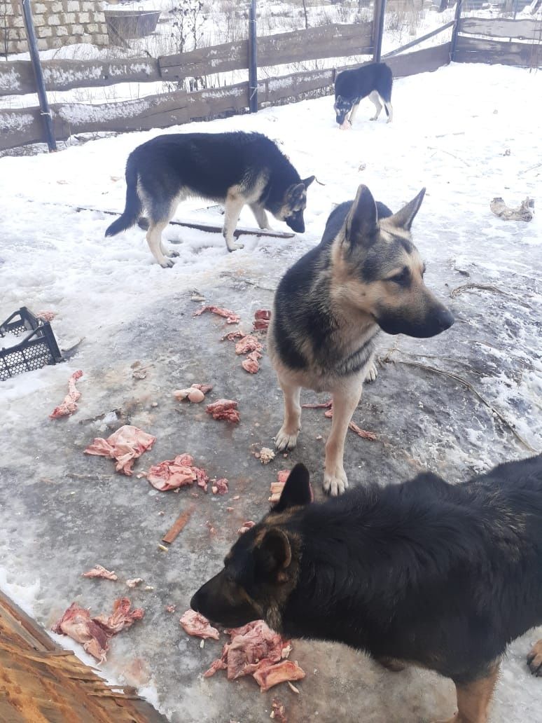Щенки восточно европейской овчарки