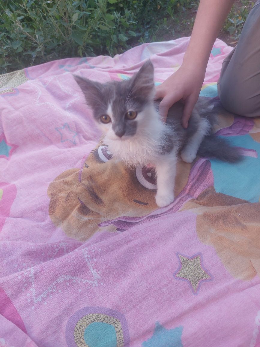 Пристроить котенка