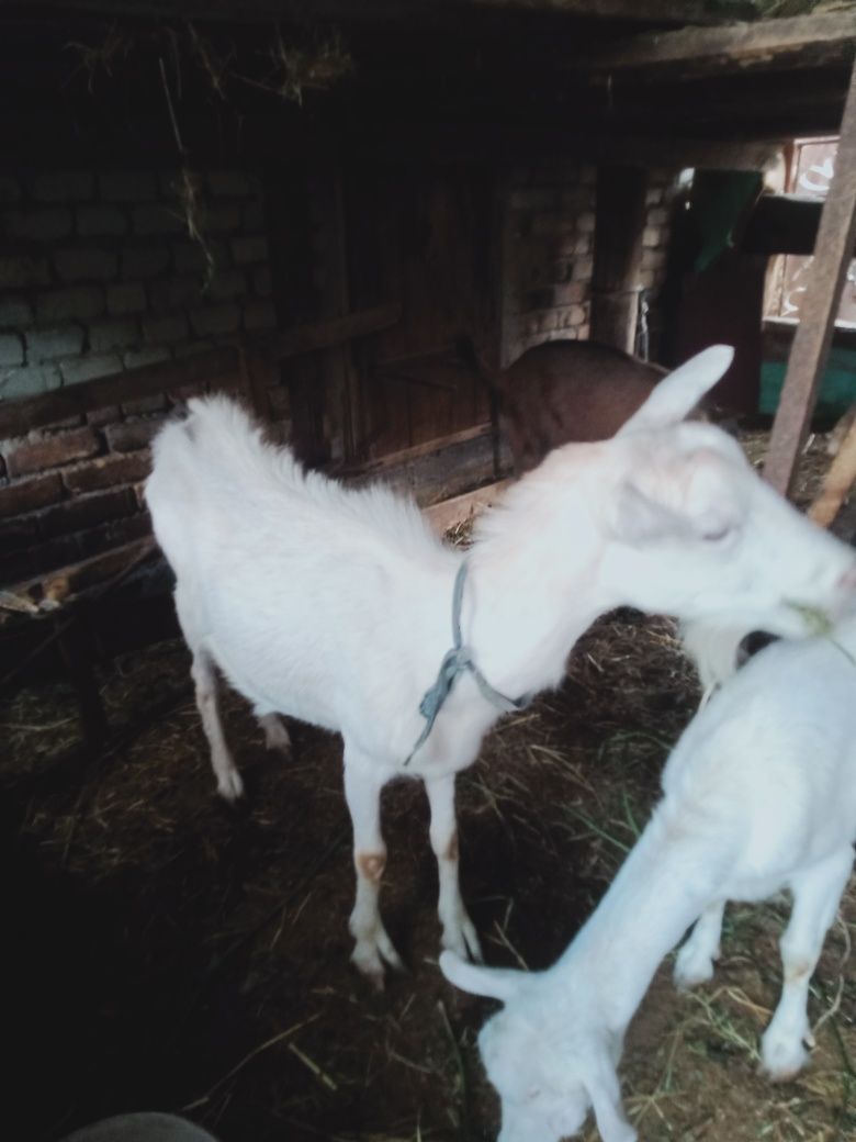 Продам козлы зааненский