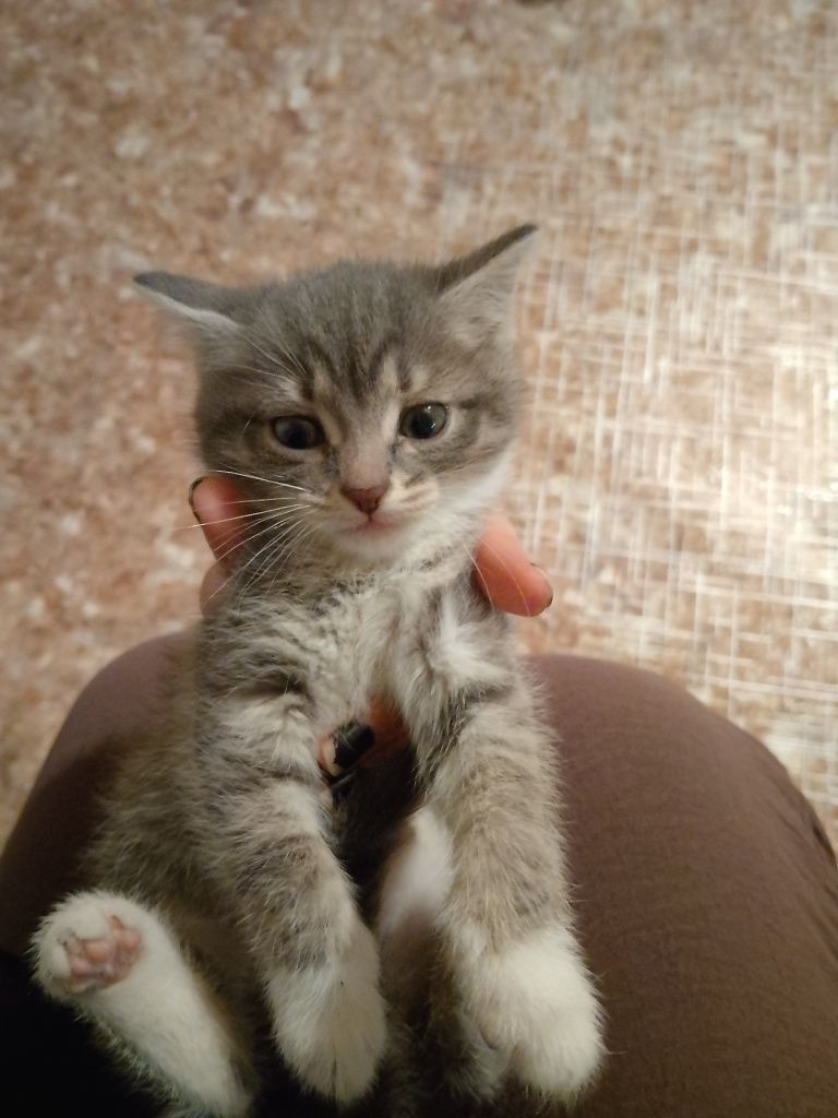 Отдам в хорошие руки котят
