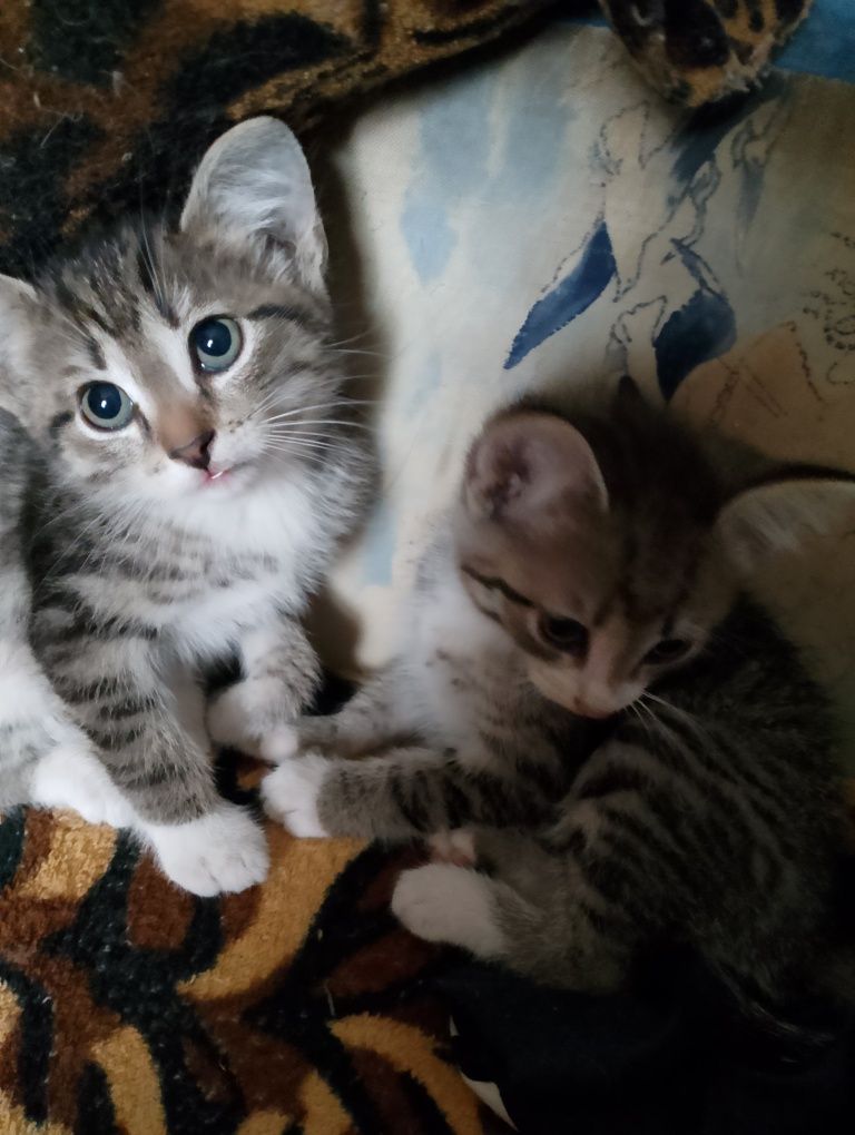 Котята. 2 месяца. 3 мальчика и 1 девочка.