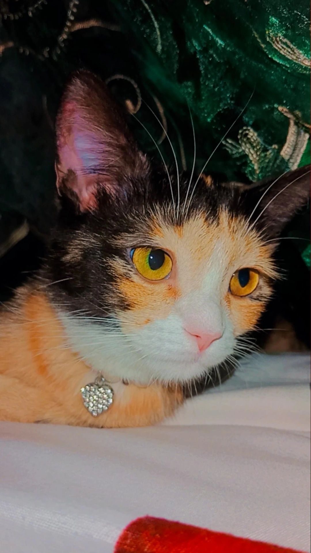 Котёночек ищет хозяина