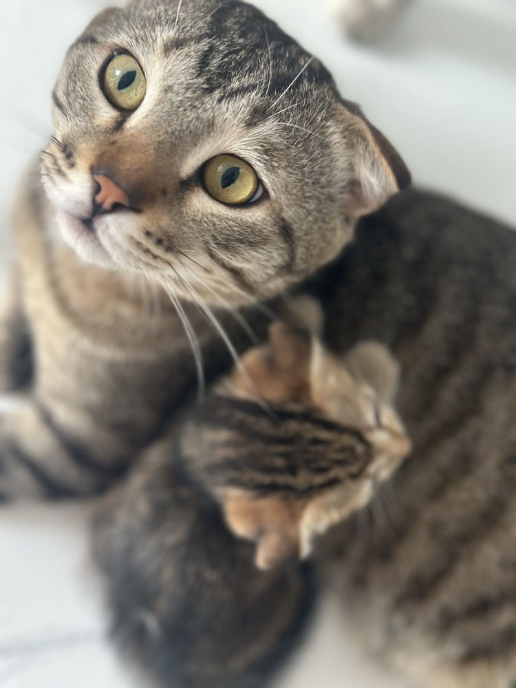 Продам шотладнских котят