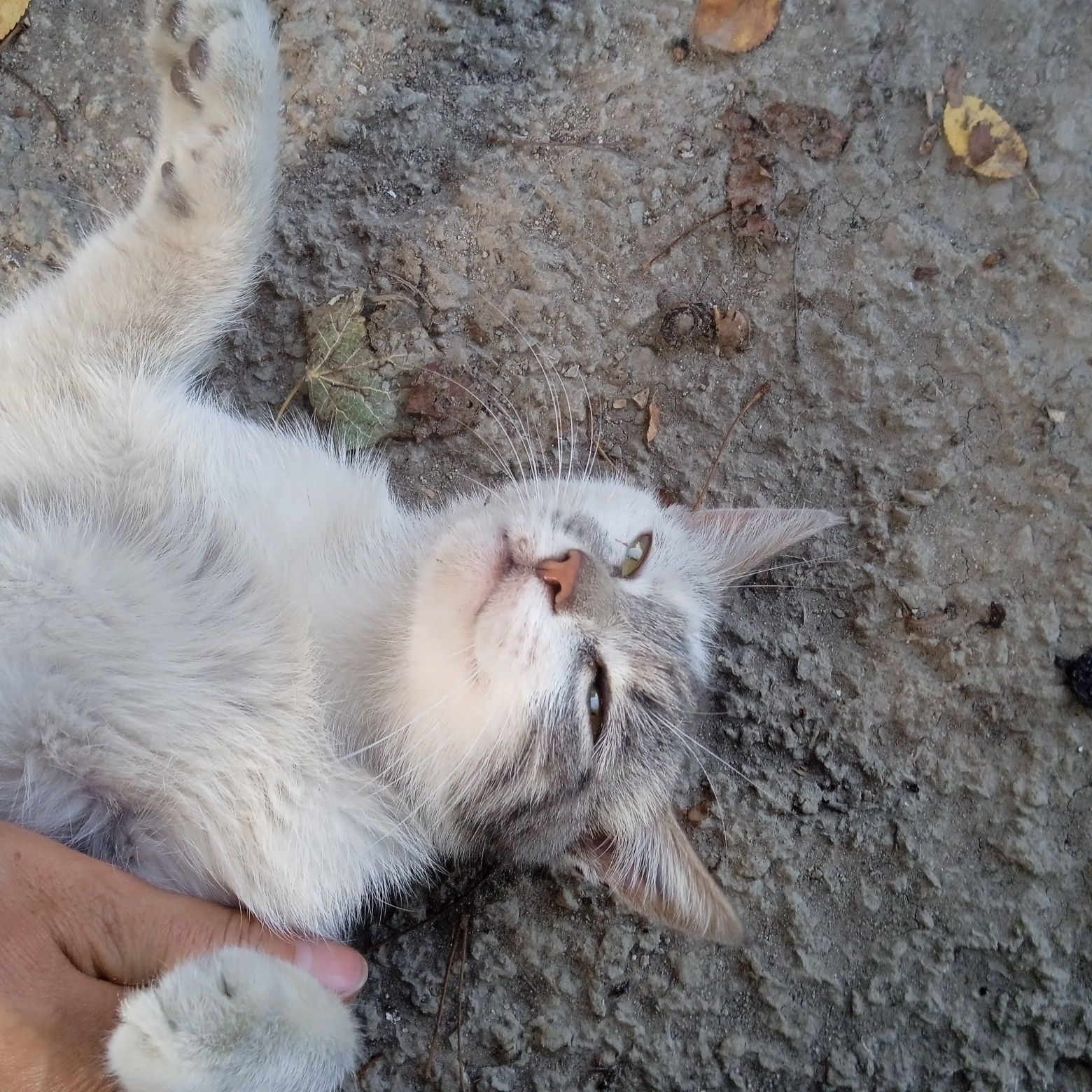 Отдам кошечку котёнка