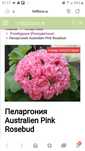 Пеларгония, розовая