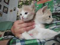 Котята рыжие пушистые красавцы ищут добрый дом!