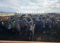 Продам бычков 70 голов