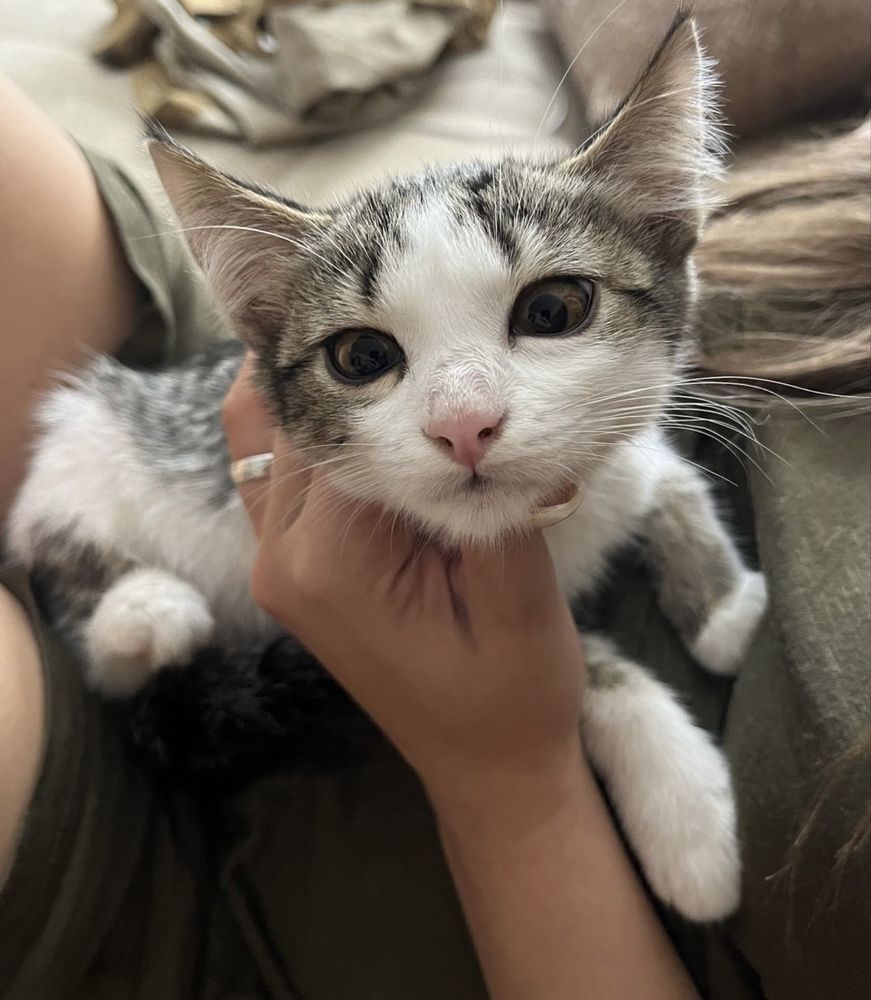 Котёнок в добрые руки. Кот. Кошка