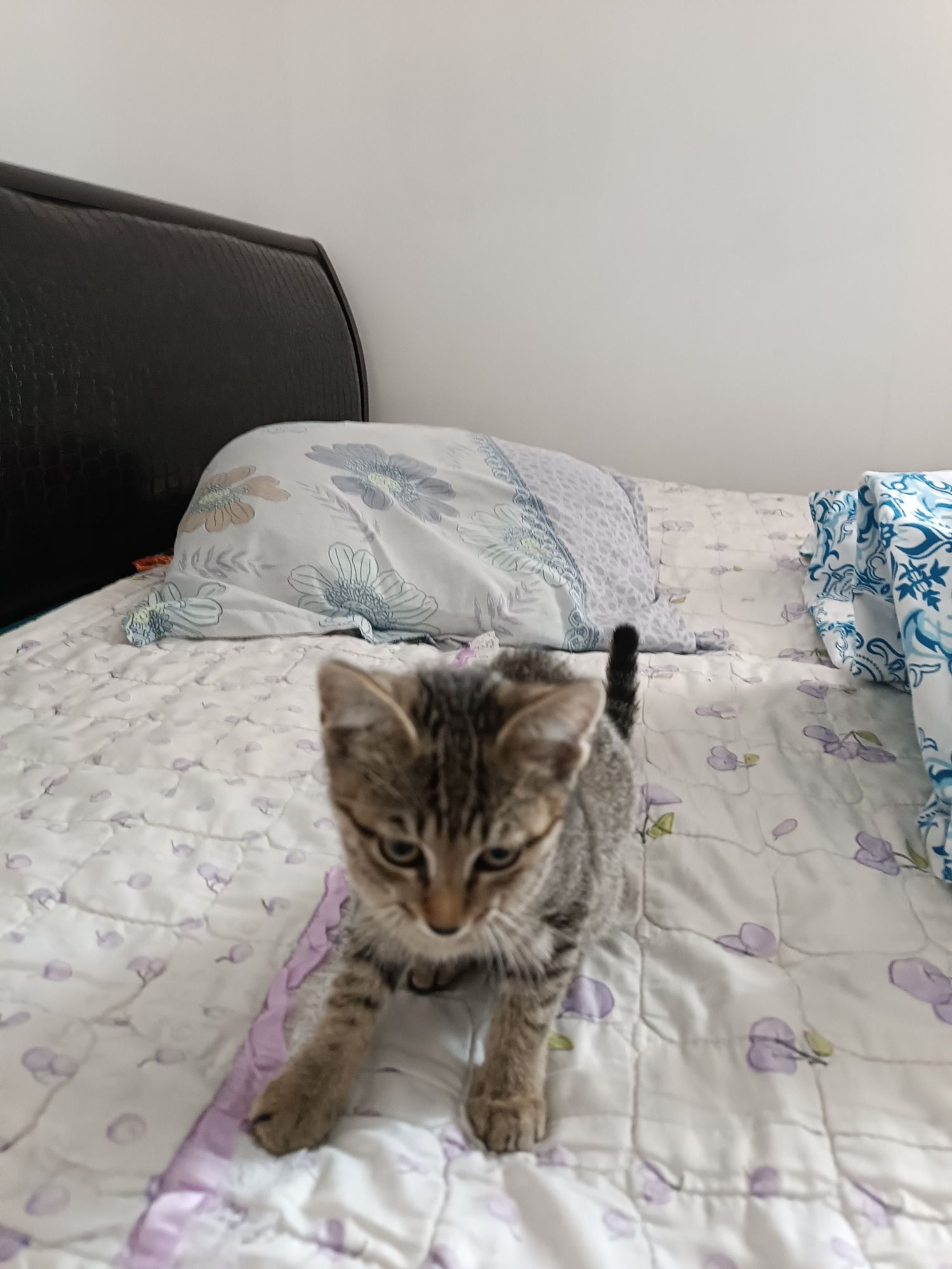 животные  котята