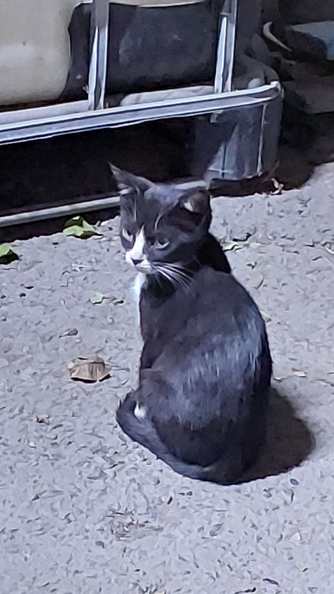 Отдадим котят в добрые руки