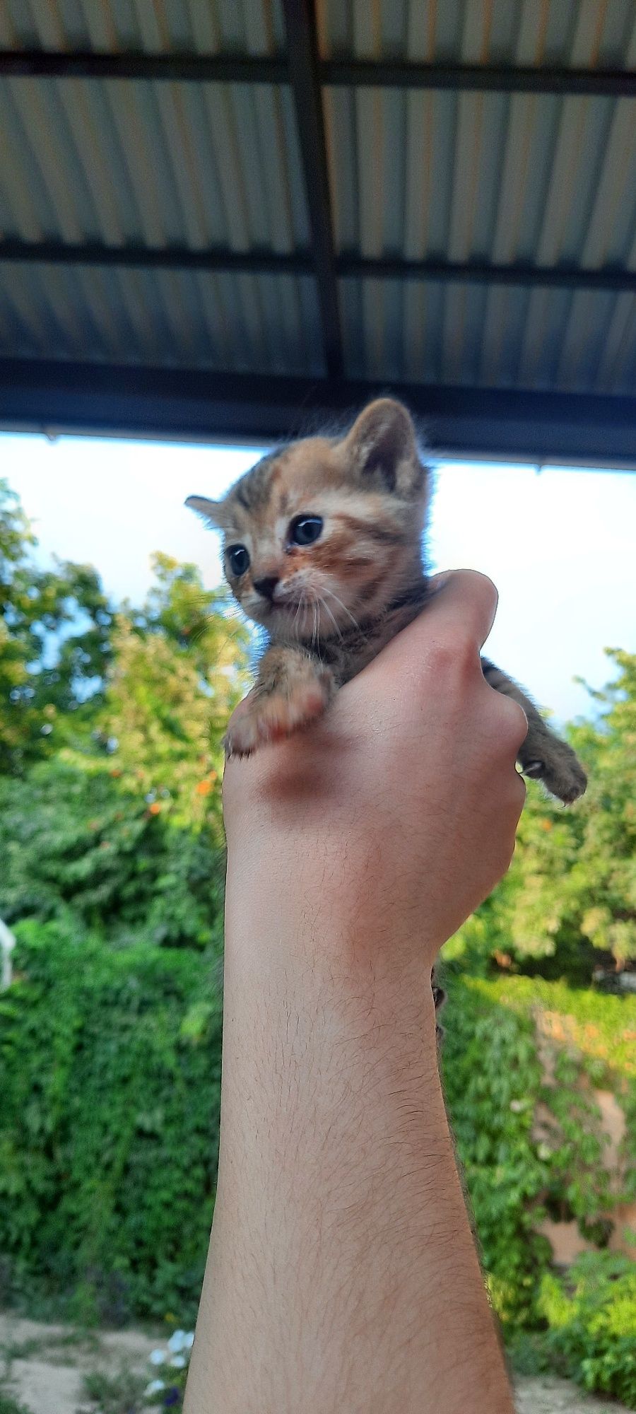 Отдам котят-девочек в хорошие руки