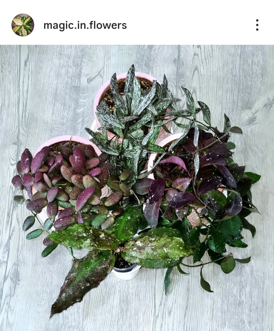 Продам Хойи срезами