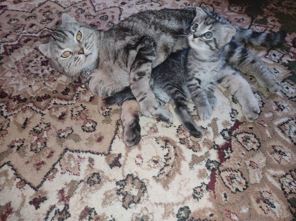 Срочно продаю чистокровного котенка