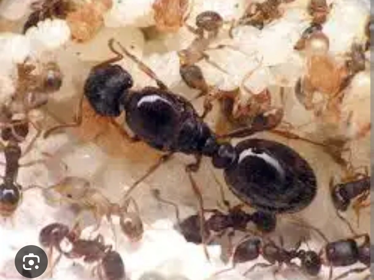 Tetramorium caespitum