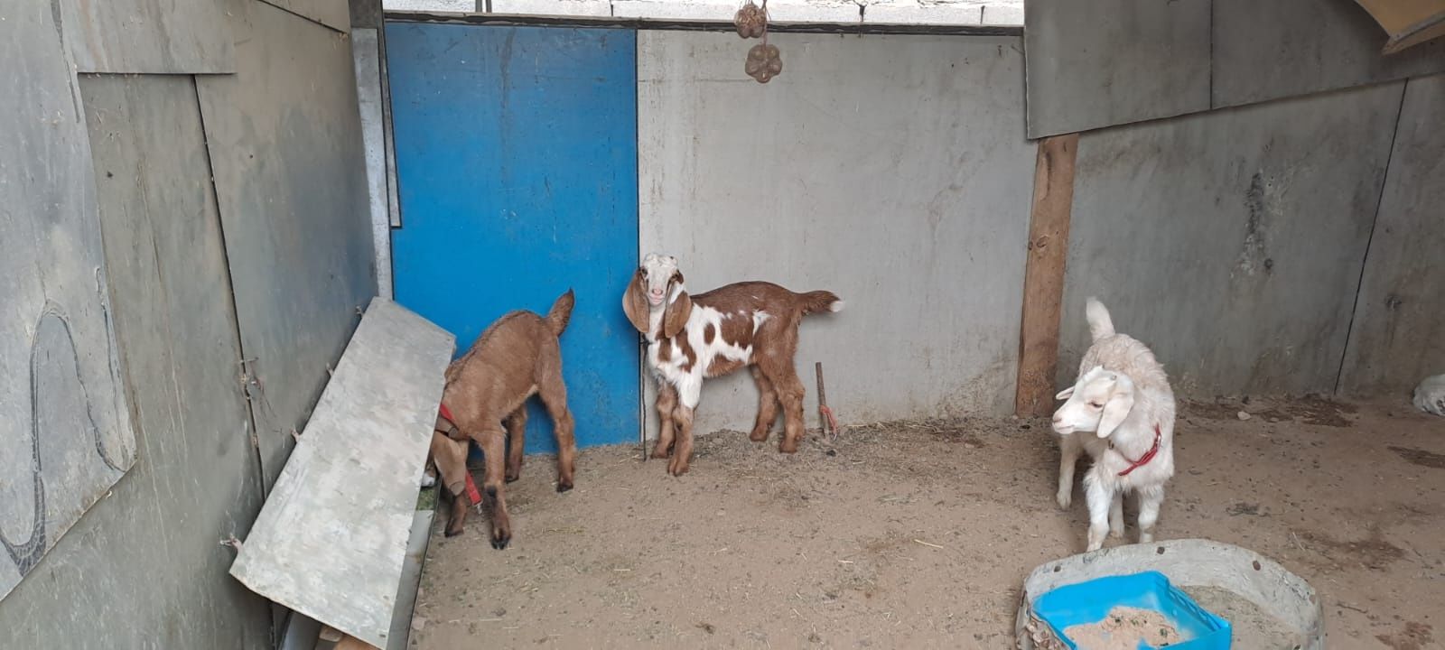Алпийский ешкі сатылады, 2лағымен