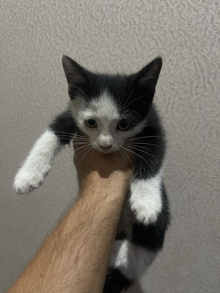 4 котята отдам в добрые руки