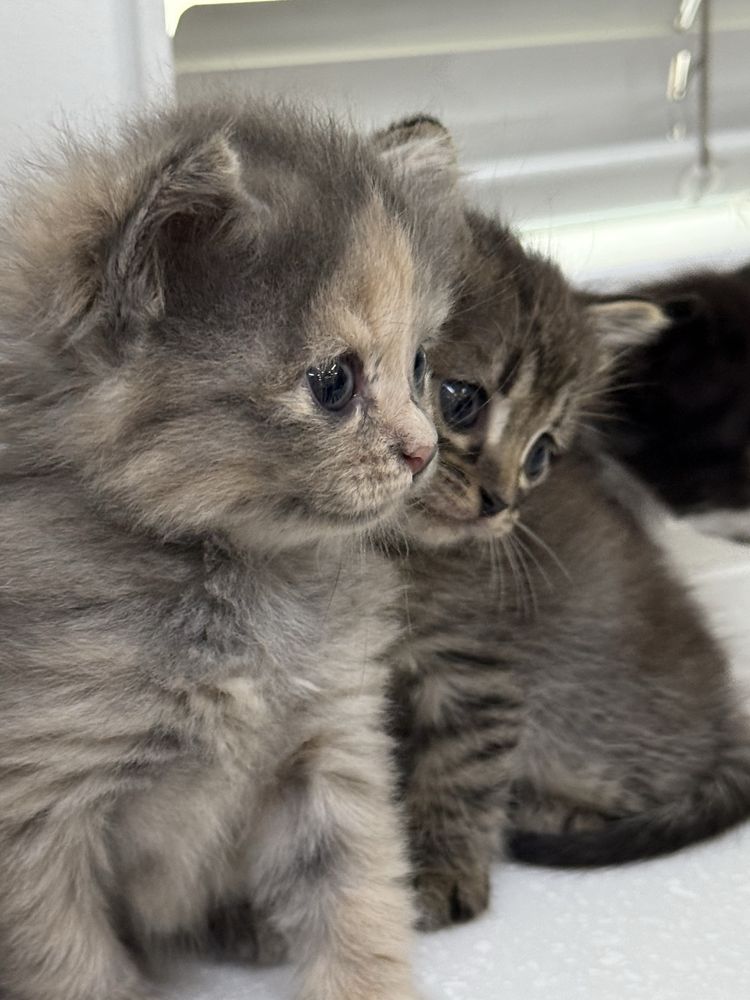 Котенок 1 месяц бесплатно