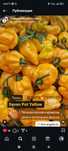 Рассада перца острого 7 pot yellow