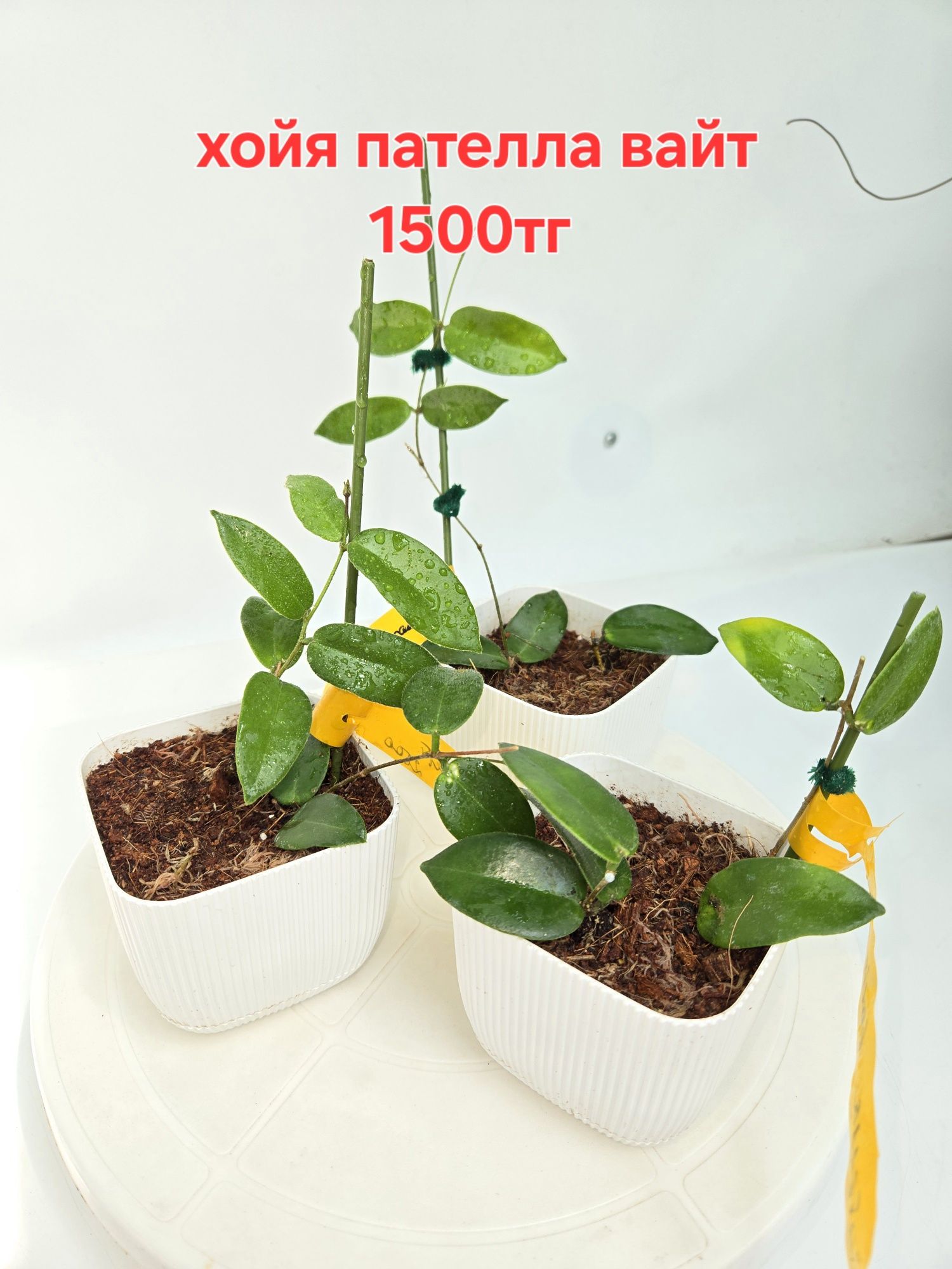 Коллекционные  хойки продам