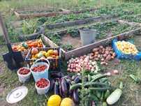 Продам дачу Садоводство Мелиоратор (2 смежные дачи)