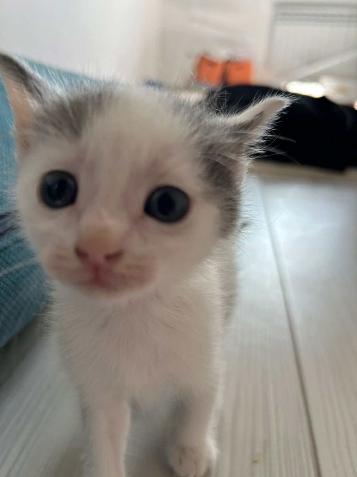 Отдам котенка  в хорошие руки