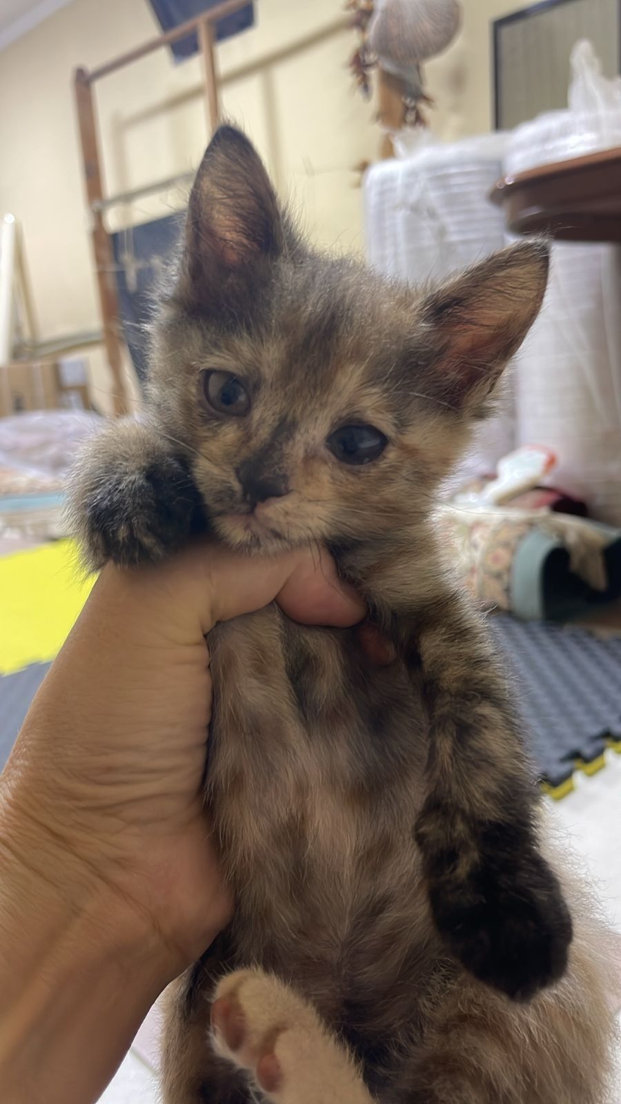 Отдаём котят в добрые ответственные руки
