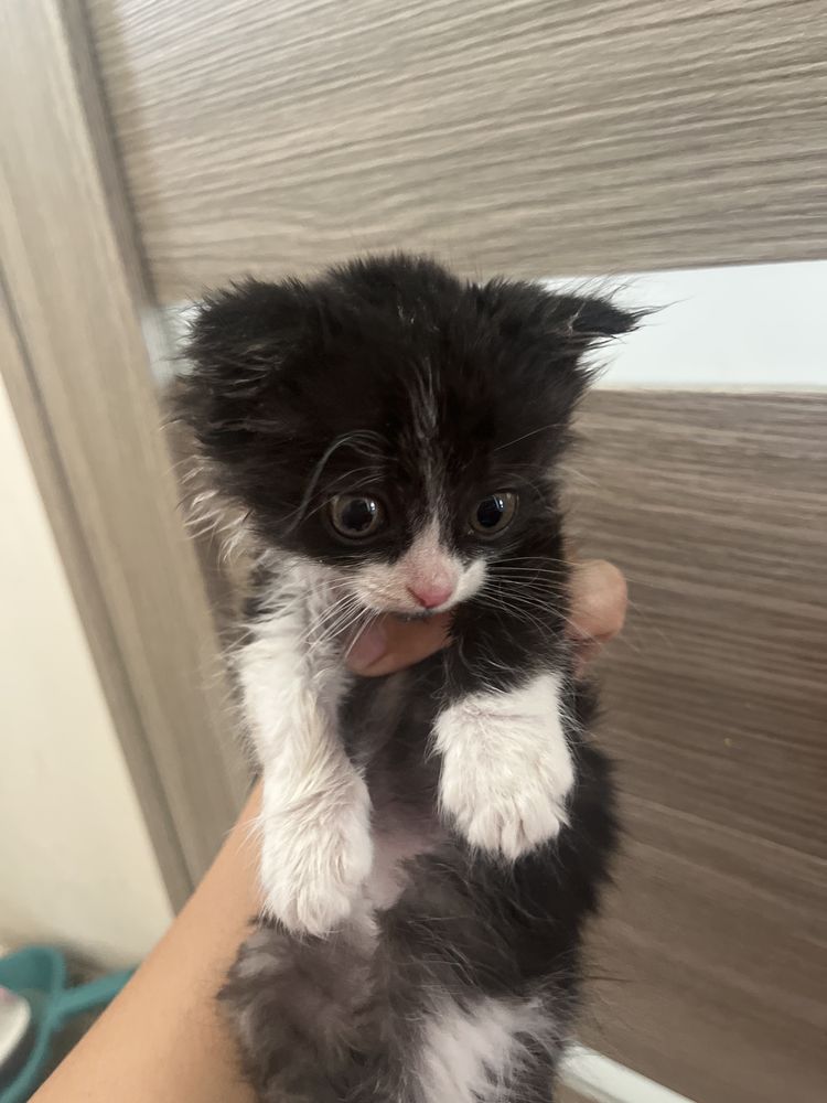 Кошка пародистая,