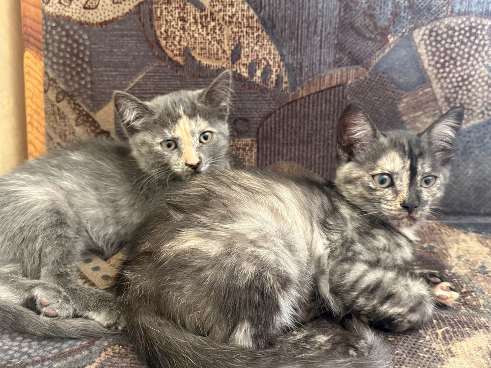 Котята, котят, котенок, отдам котят