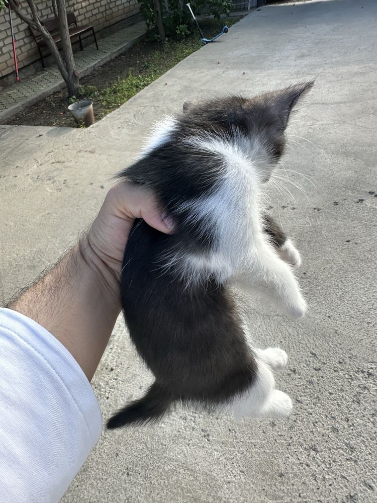 Кошка и котёнок 2 месяца