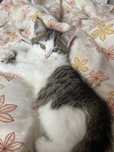 Котенок,домашний