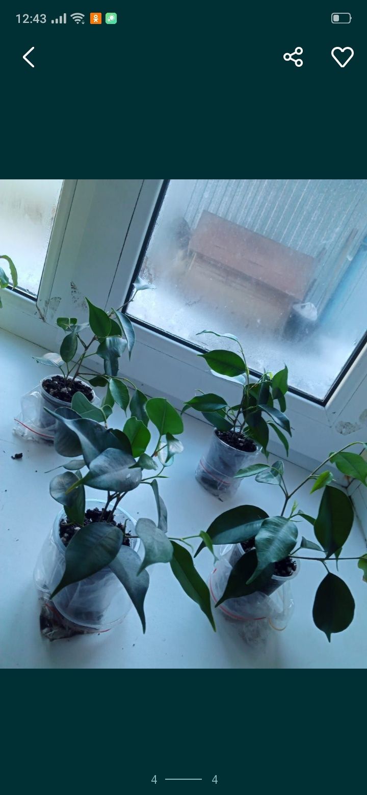 Комнатные цветы.