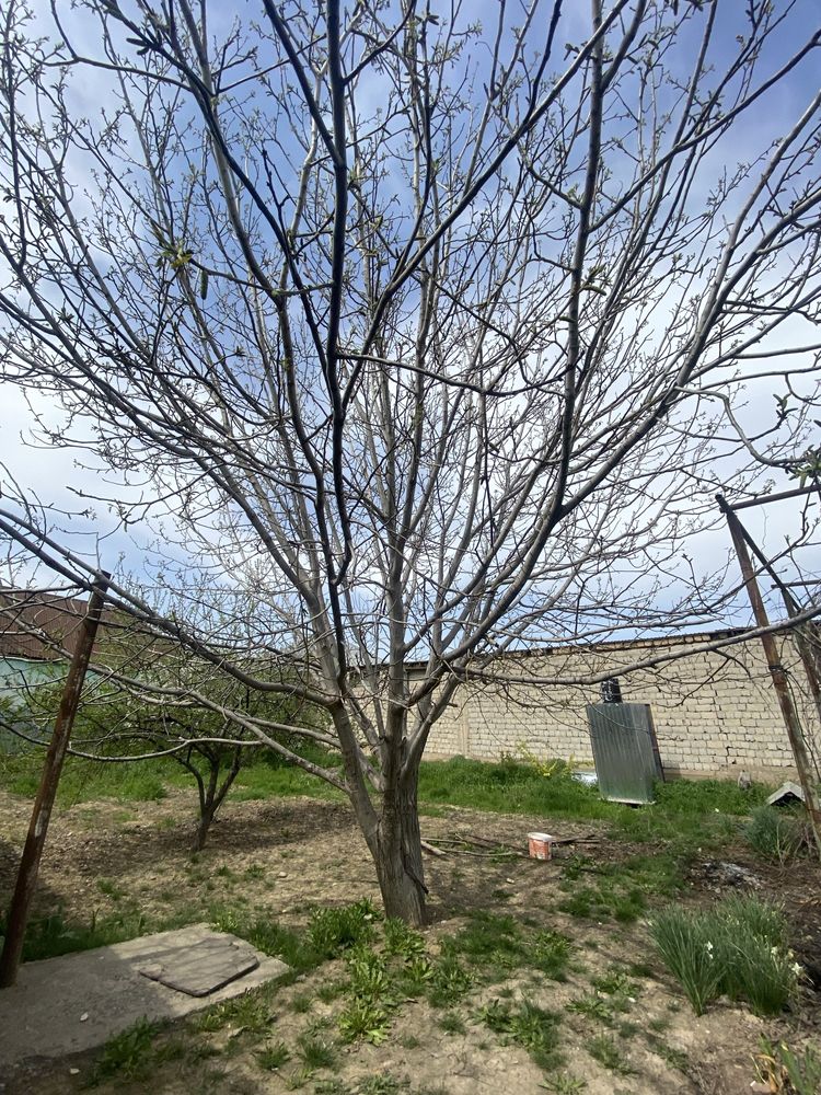 Жаңғақ тал сатылады торг бар