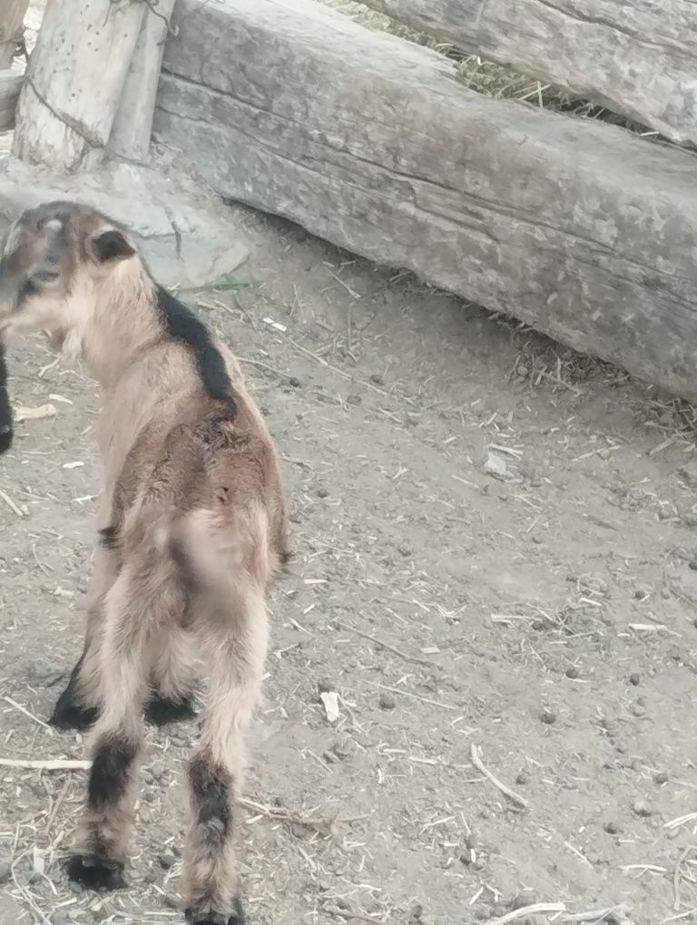 Сауын ешкі және алпі чех теке лақ сатылады.