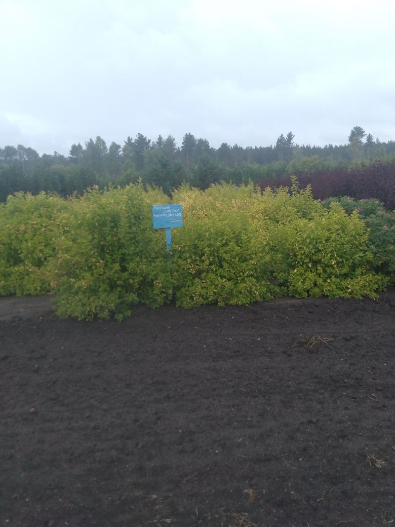 Продам саженцы хвойных и лиственных пород!!!  Кустарники..